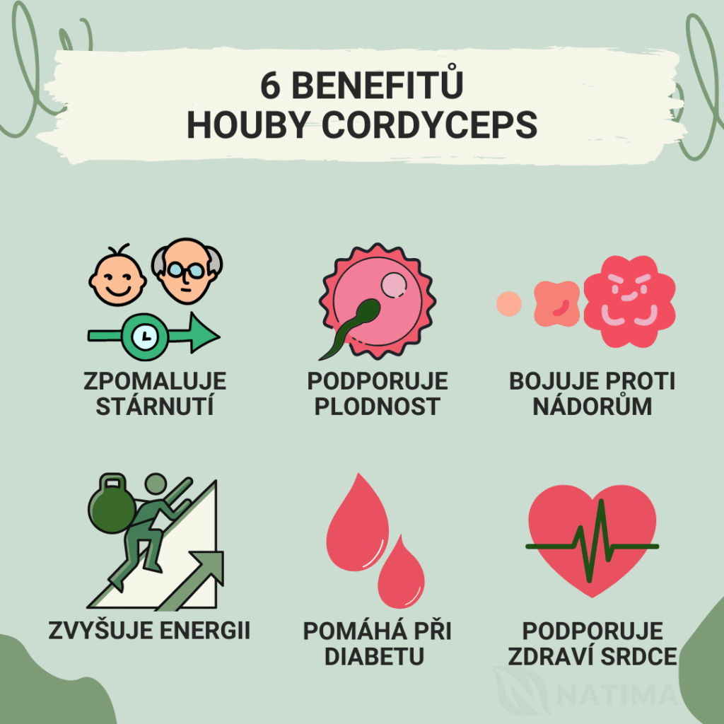Natios Cordyceps CZ Benefity1