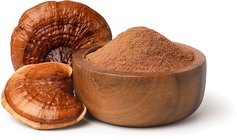 Reishi powder mushroom