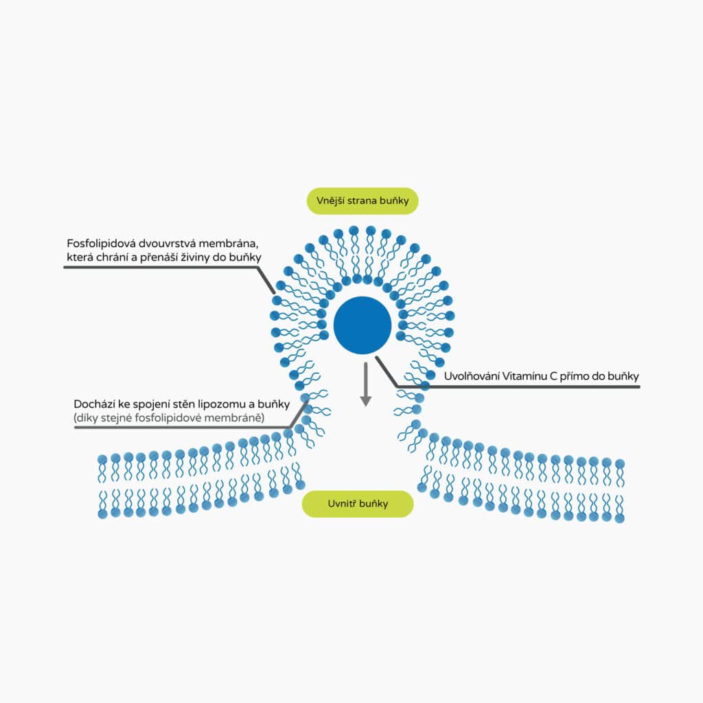 immunity booster produkt infografika