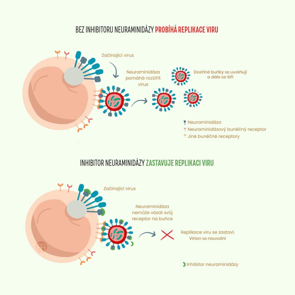 immunity booster produkt infografika3