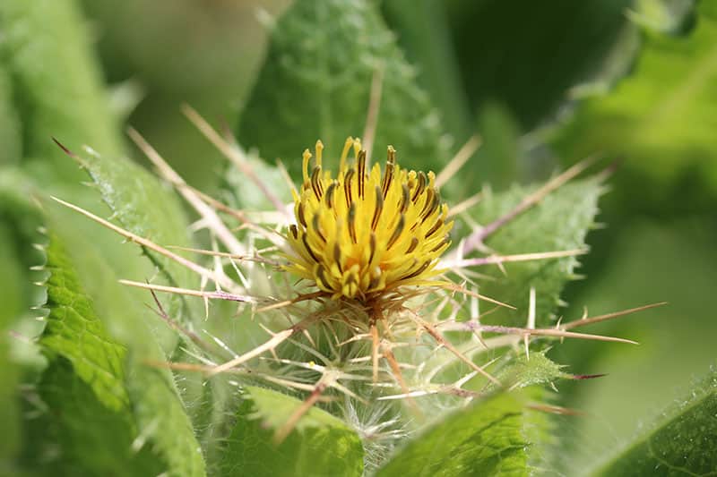 NATIOS Fenugreek & Blessed Thistle Extract 120 kapslí 6 Blessed min1