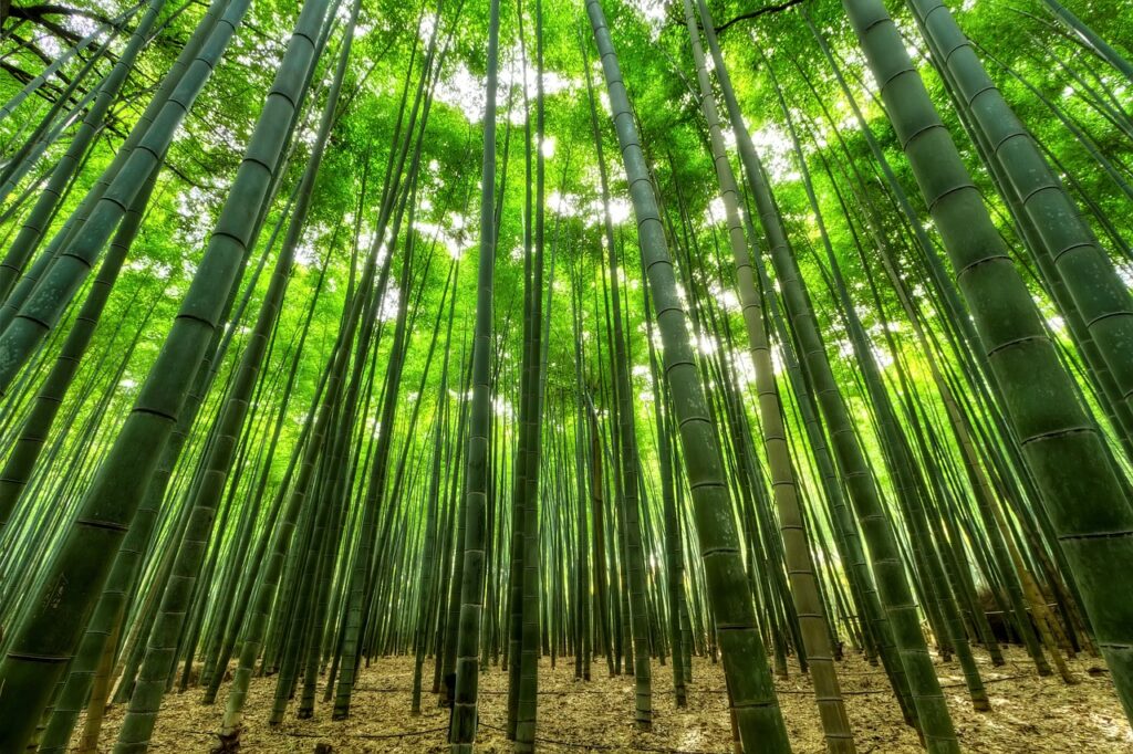 bamboo 1283976 1280
